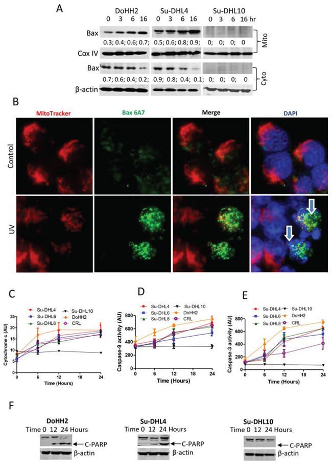 UV irradiation induced Bax activation and apoptosis.