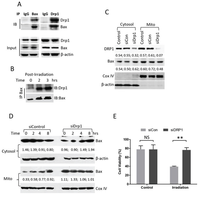 Effect of Drp1 on Bax mitochondrial translocation.