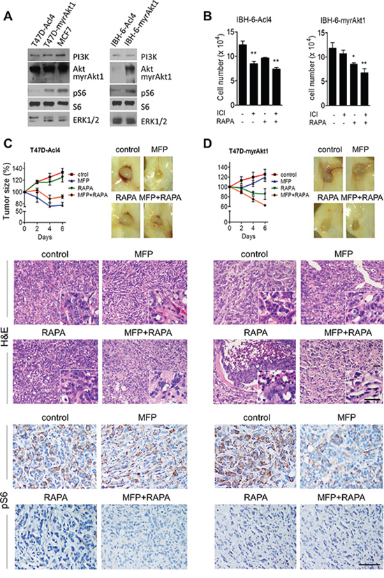 Tumor cell level of PI3K/Akt pathway determines response to therapy.