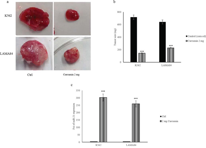 a. Representative tumor masses removed from mice treated with corn oil (control) or 2 mg of Curcumin.