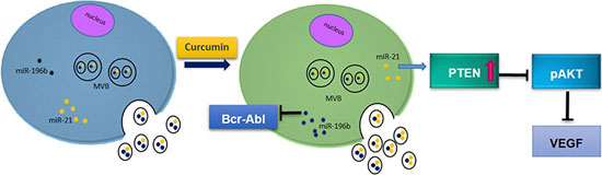 Working hypothesis of the effects of Curcumin on CML cells.