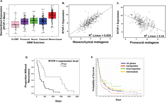 RTVP-1 is highly expressed in the mesenchymal subtype of GBM and predicts poor clinical outcome.