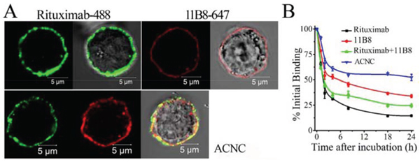 Binding avidity of ACNC to surface CD20 of Raji-anti cells.