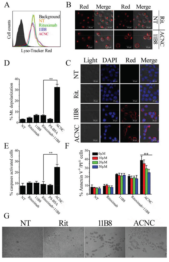 ACNC can induce PCD of Raji-anti cells through both caspase dependent and independent pathways.