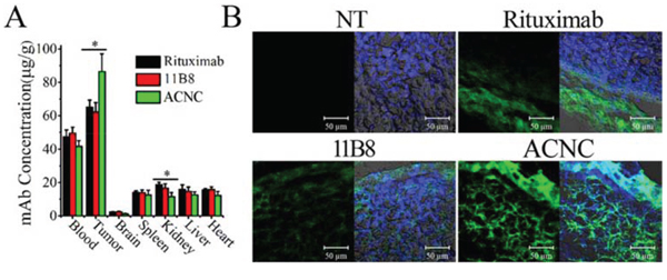 In vivo distribution ACNC in lymphoma bearing SCID mice.