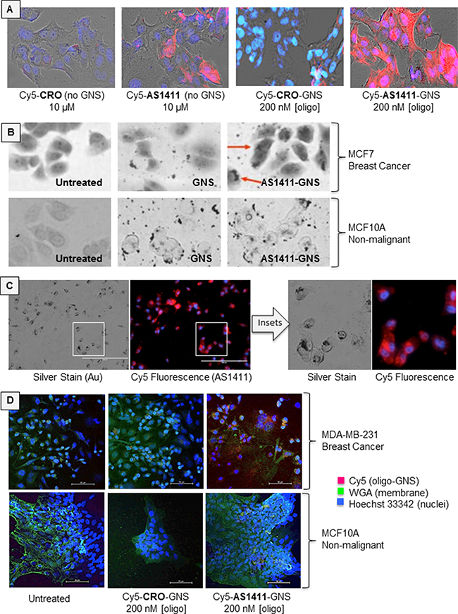 Cellular uptake.