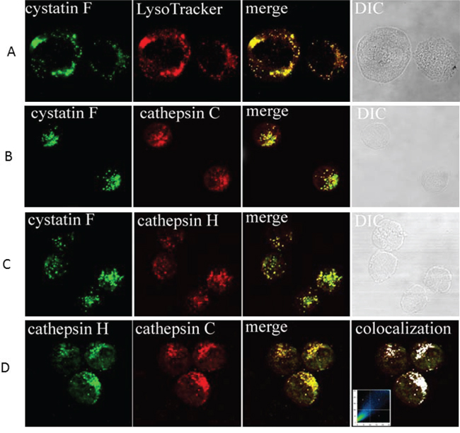 Immunofluorescence confocal microscopy: colocalization of cystatin F with LysoTracker, and cathepsin C and H in NK92 cells.