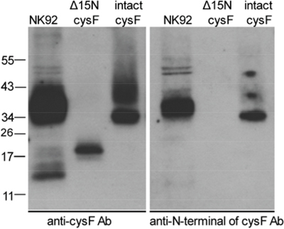 N-terminally truncated monomeric cystatin F is present in NK92 cells.