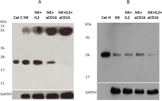 Cathepsin C and cathepsin H expression is inhibited following addition of anti-CD16 antibody to the NK cells in the presence of IL-2.