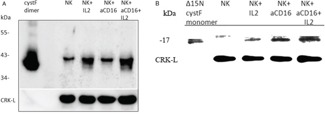 The levels of monomeric and dimeric cystatin F are increased following addition of anti-CD16mAb to the NK cells in the presence or absence of IL-2.