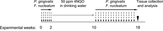 Schematic representation of the periodontal pathogen-associated oral tumorigenesis model.