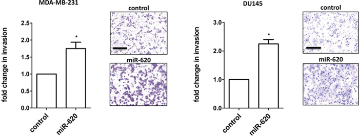 miR-620 increases invasiveness.