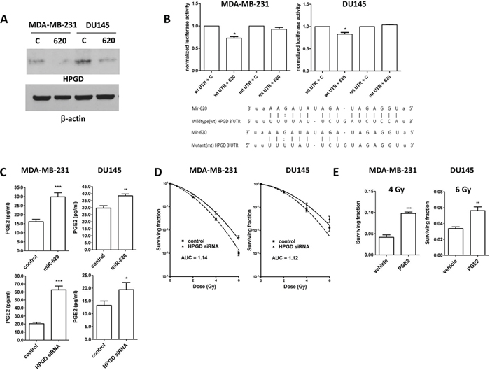 HPGD is a target of miR-620, reduces cellular PGE-2 levels and induces radiation resistance.