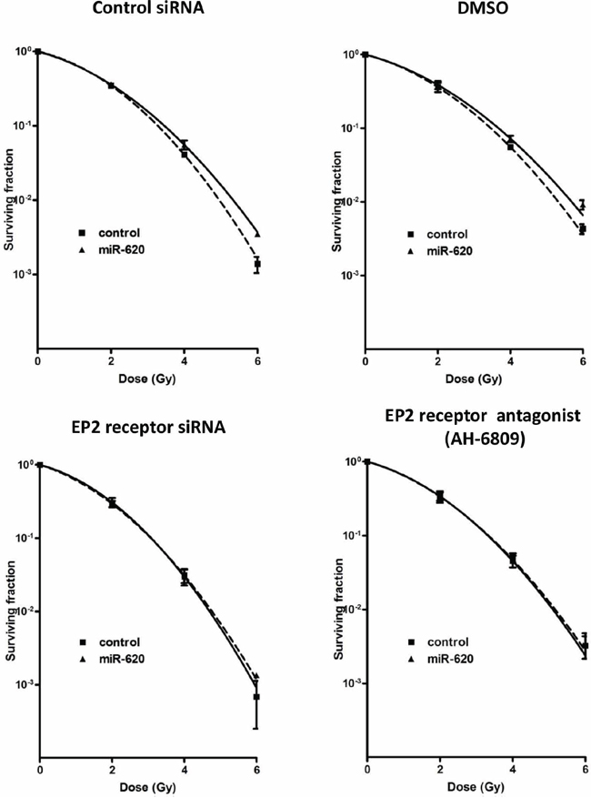 EP2 receptor is responsible for miR-620-mediated radioresistance.