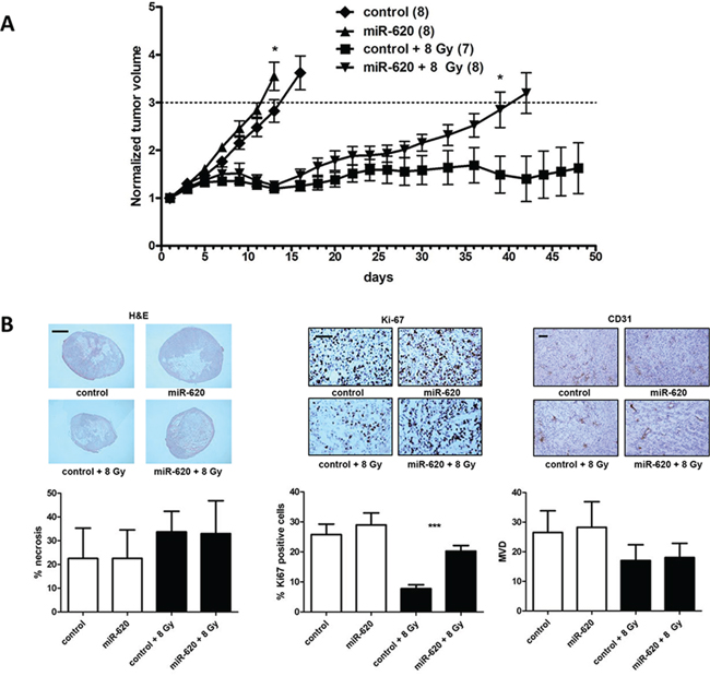 miR-620 promotes tumor radioresistance in vivo.