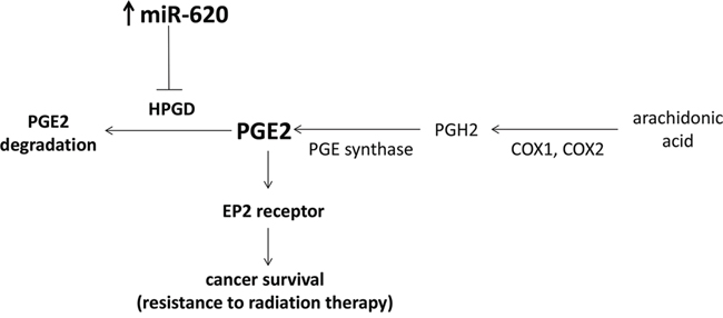 Proposed model of miR-620 on cancer survival in response to radiation treatment.
