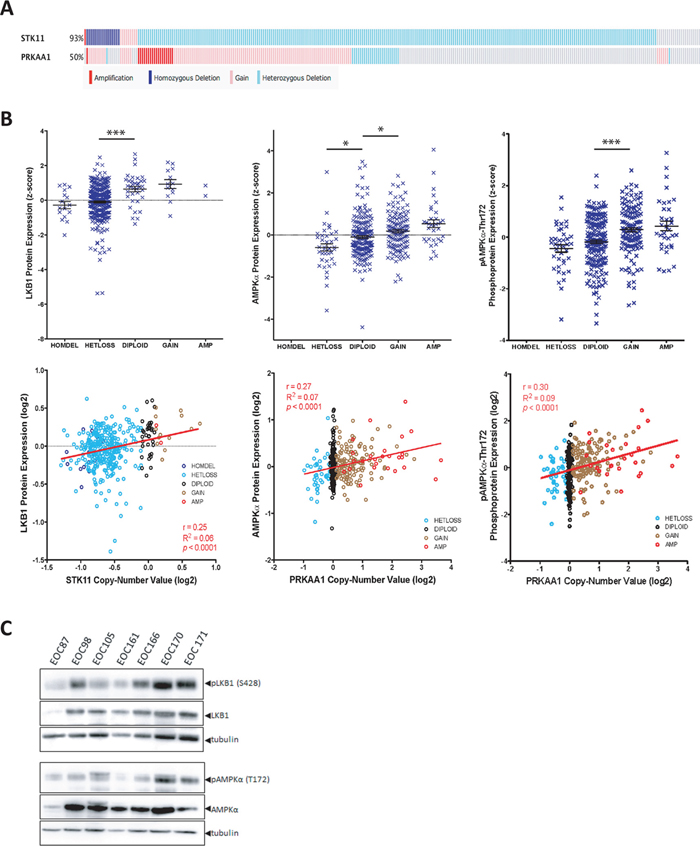 LKB1 and AMPK&#x03B1; expression in ovarian tumours.