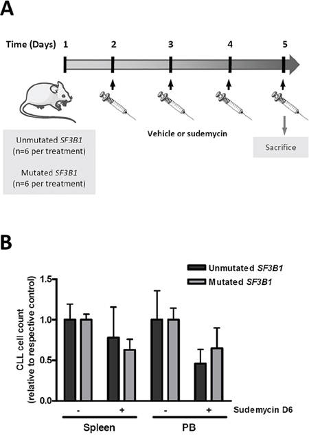 Effect of sudemycin D6 in an adoptive transfer model of CLL.