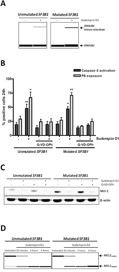 Sudemycin-induced MCL1 alternative splicing.