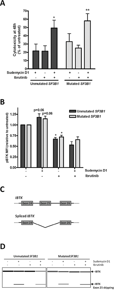 Sudemycin and ibrutinib combination in CLL cells.