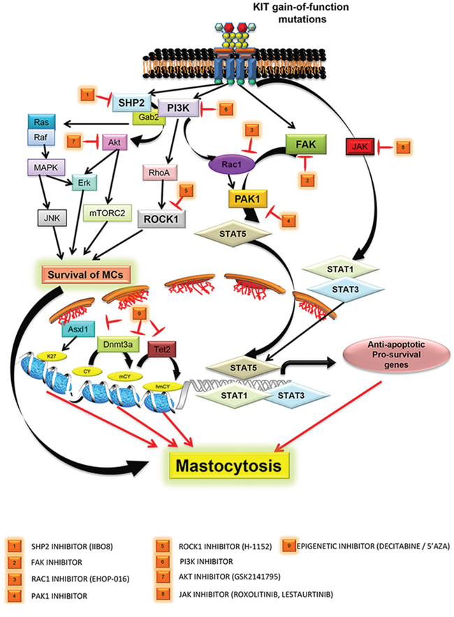 Targeting various downstream signaling pathways from mutated KIT D816V receptors are depicted.