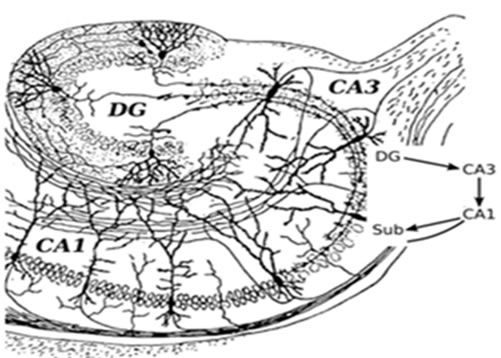 Basic circuit of the hippocampus subregions.