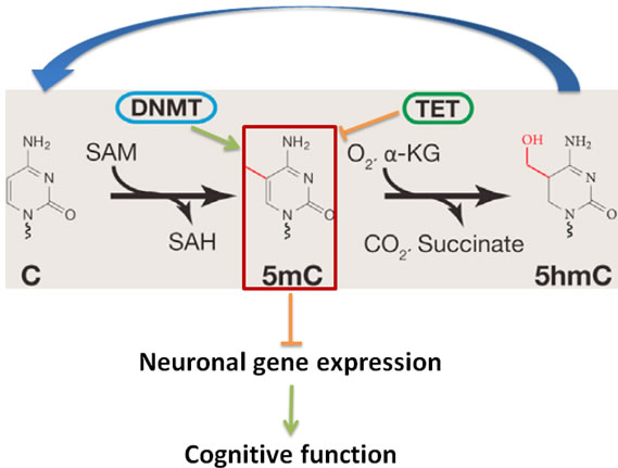 DNA Cytosine(C) modification pathway that includes cytosine methylation (5mC) by DNMTs and the demethylation of 5mC by TETs regulates neuronal gene expression, and thereby cognitive functions.