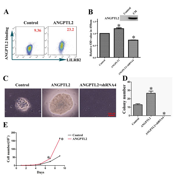 ANGPTL2 binds to LILRB2 and promotes proliferation of A549 cells.