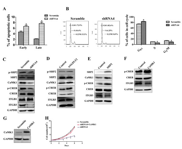 LILRB2/SHP2/CaMK1/CREB signaling regulates the proliferation of A549 cells.