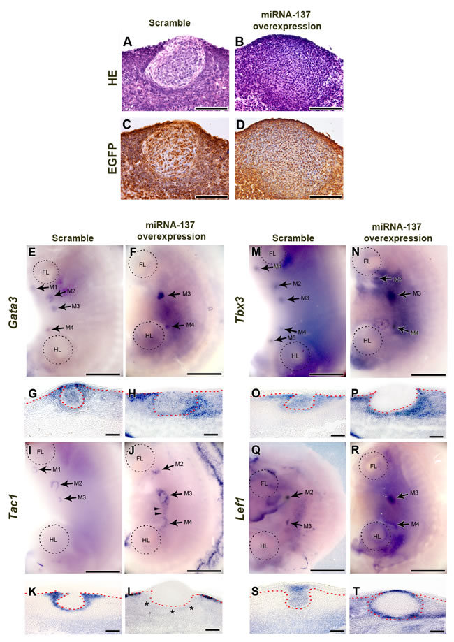 Function of miR-137 during mammary gland development.