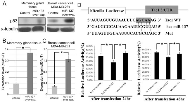 MiR-137 induces p53 expression in mammary gland tissue and breast cancer.