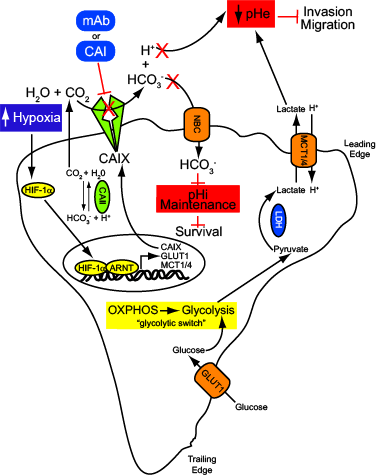 Pharmacologic inhibition of CAIX activity inhibits cancer cell survival and invasion.