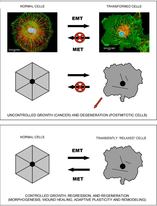 Epithelial-to-mesenchymal-like organizational transitions.