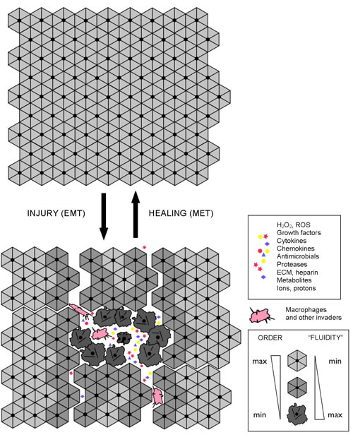 Interdependent molecular-, cell-, and tissue-level dynamics in wound repair and regeneration.