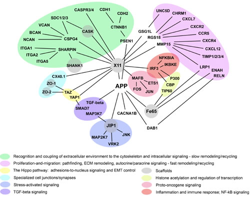 APP connectome, cell adhesions, and cell signaling.