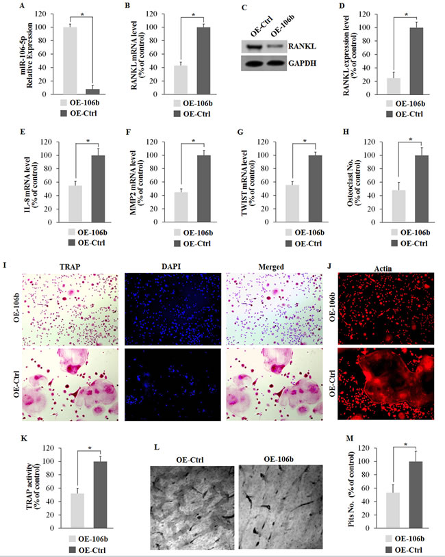 Overexpression of miR-106b suppresses its target genes and osteoclastogenesis