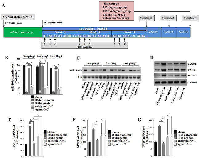 RANKL, MMP2 and TWIST levels are negatively correlated withmiR-106b level in mice.