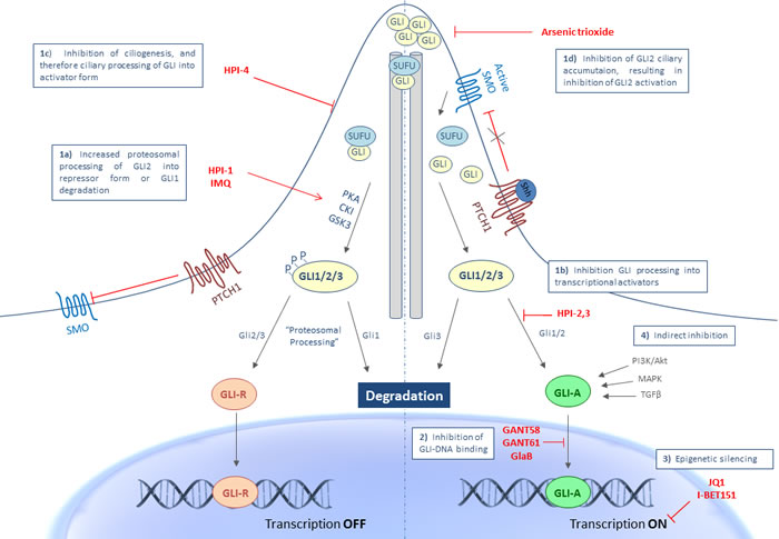 Targeting Hh signaling at the level of the GLI transcription factors.