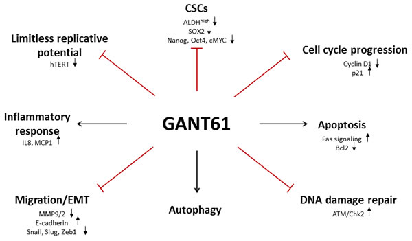 Schematic overview of different GANT61 target sites.