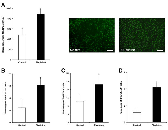 Flupirtine treatment induces sustained neuroprotection and is associated with post-ischemic neuroregeneration.