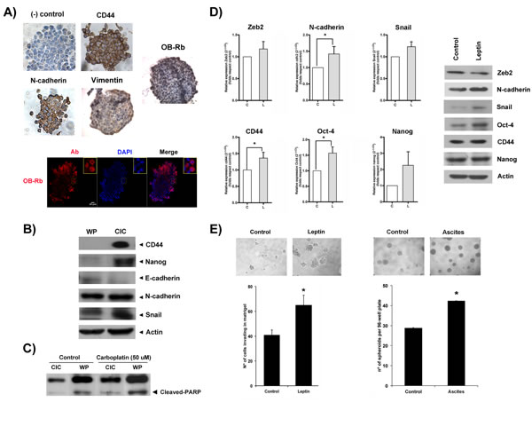 Leptin contributes to the maintenance of stemness and EMT expression in ovarian cancer cell subpopulations and prompts spheroid formation and cancer cell invasion.