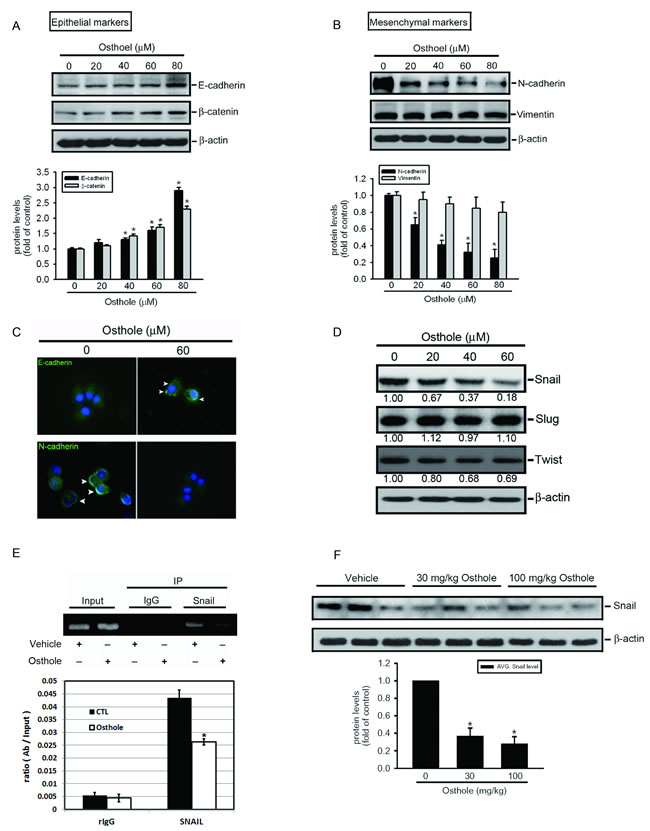 Osthole attenuates the snail-mediated epithelial-mesenchymal transition (EMT) in Du145 cells and in the PC3M orthotopic graft model.