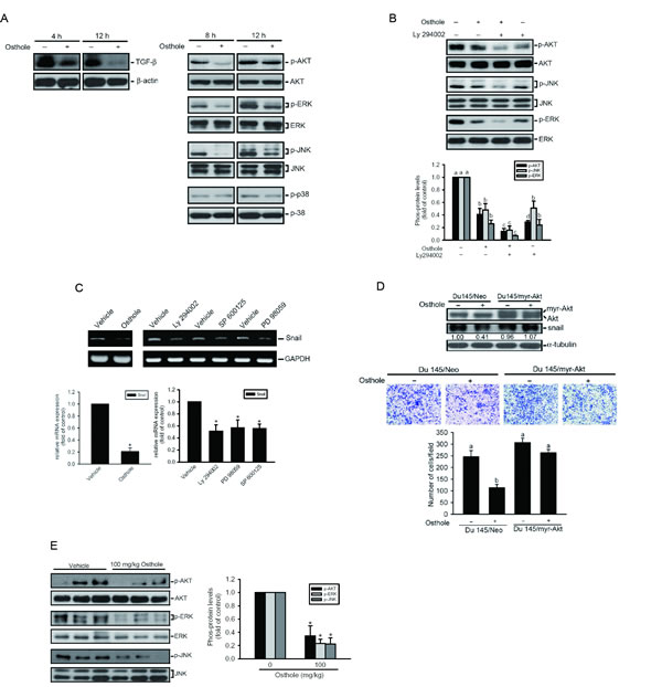 The transforming growth factor (TGF)-&#x3b2;/AKT/mitogen-activated protein kinase (MAPK) pathways are involved in osthole-mediated suppression of Snail expression, and cell motility.