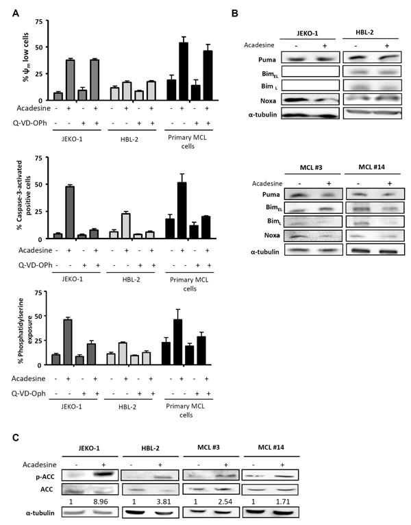 Acadesine induces apoptosis and activates AMPK.