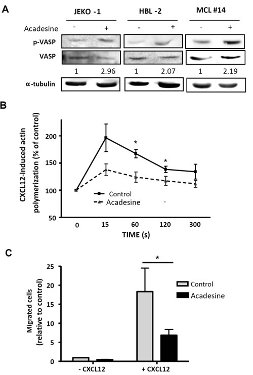 Acadesine phosphorylates VASP and inhibits CXCL12-induced migration.
