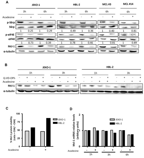 Acadesine downregulates Mcl-1 through the mTOR pathway.