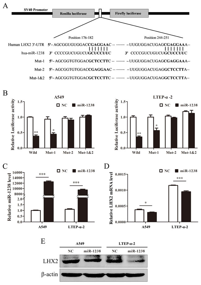 miR-1238 reduces