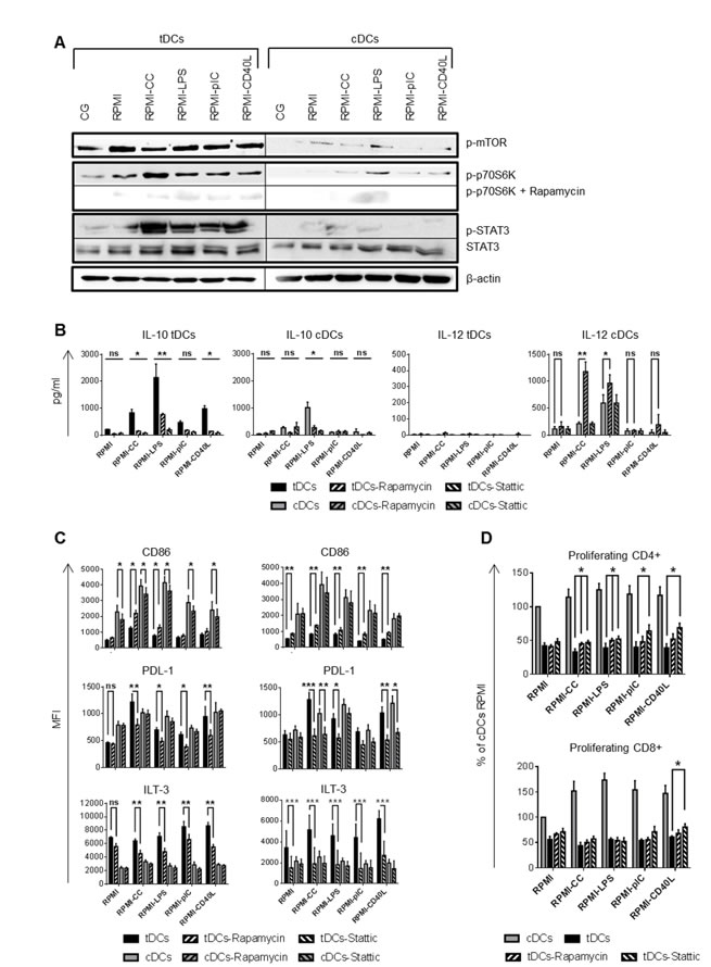 mTOR and STAT3 regulates tolerogenic properties of tDCs after restimulation.