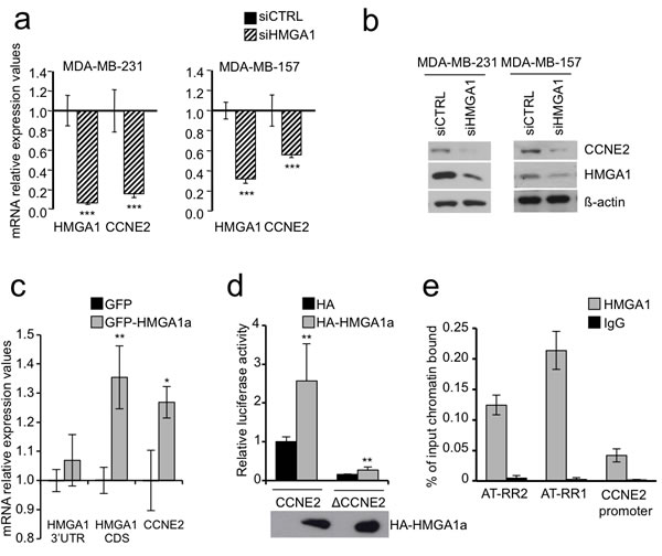 HMGA1 regulates CCNE2 expression.