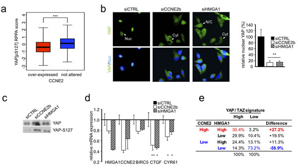 HMGA1 and CCNE2 affect YAP localization and activity.